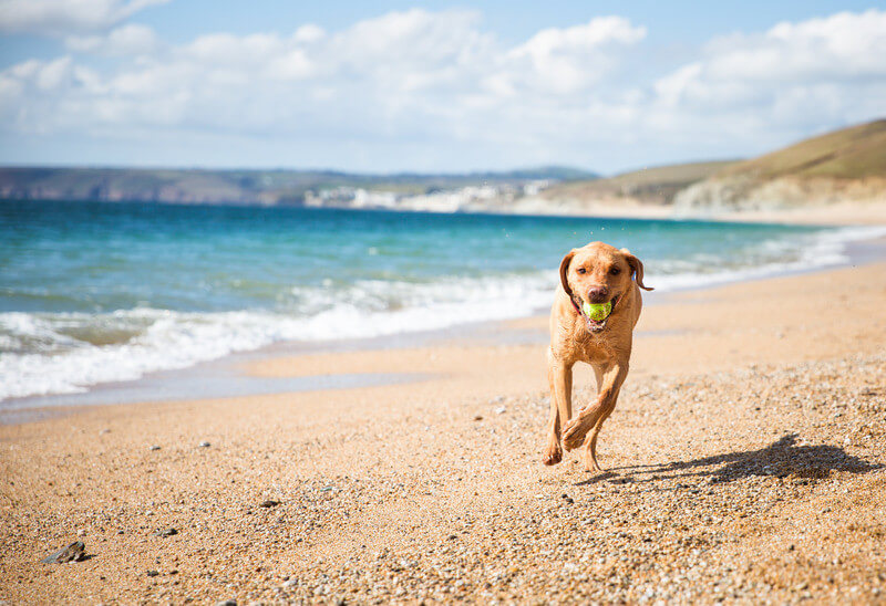 Exploring Dog-Friendly UK Beaches: A Pawsome Experience