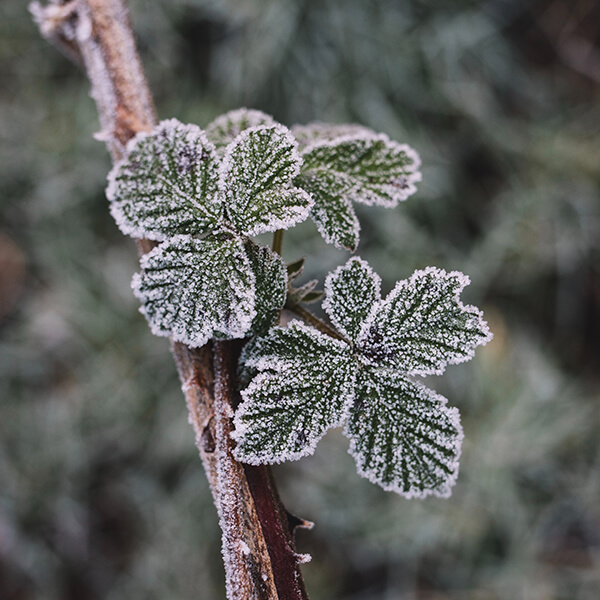 An A To Z Of Frost And How It Affects Our Plants — Two Wests & Elliott Ltd
