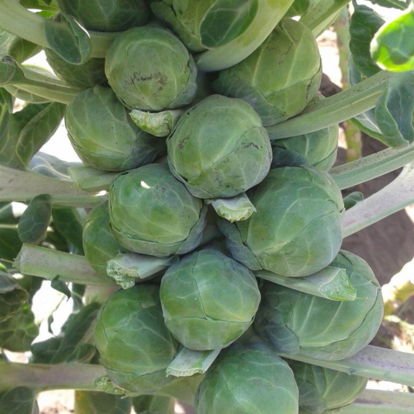 Growing Brussel Sprouts our guide to help you succeed — Two Wests