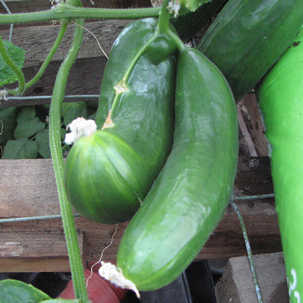 Cucumber in store pots