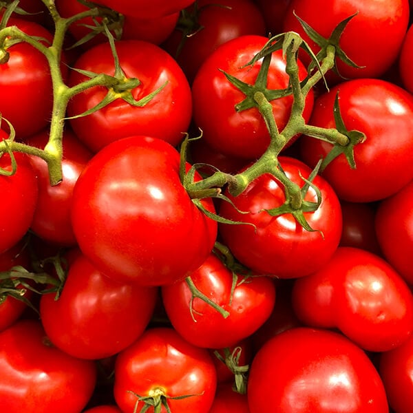 Growing Your Own tomatoes