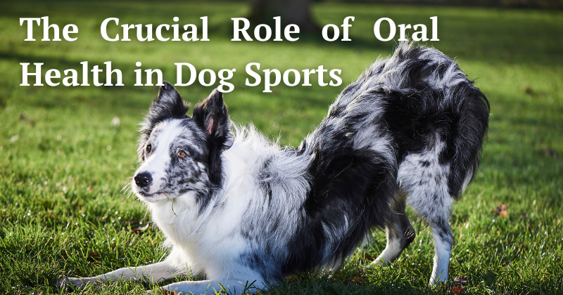 The Crucial Role of Oral Health in Dog Sports