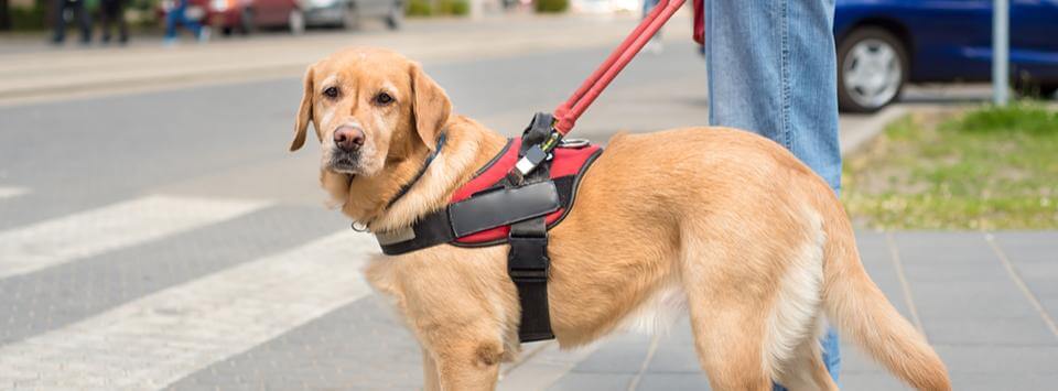 Service Animals and Emotional Support Animals: Registering, Traveling, and More