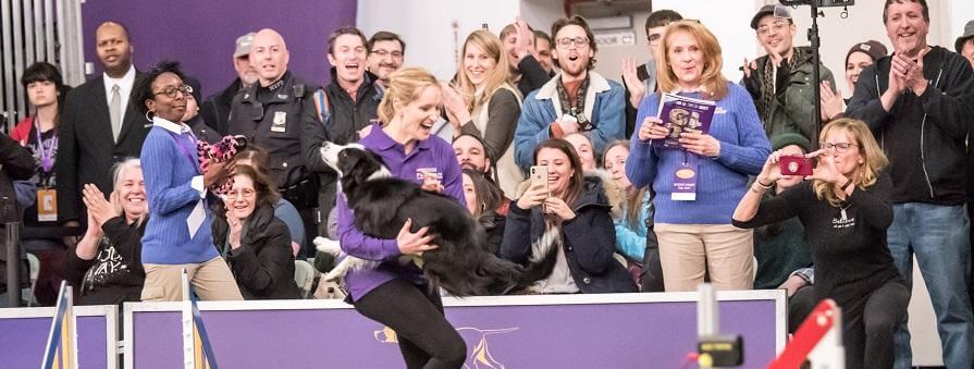 Interview with Westminster Masters Agility Winner Jennifer Crank