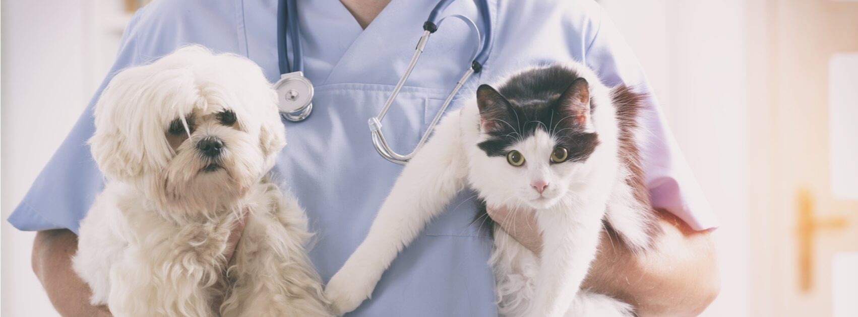 How to Choose a Veterinarian for Your New Pet