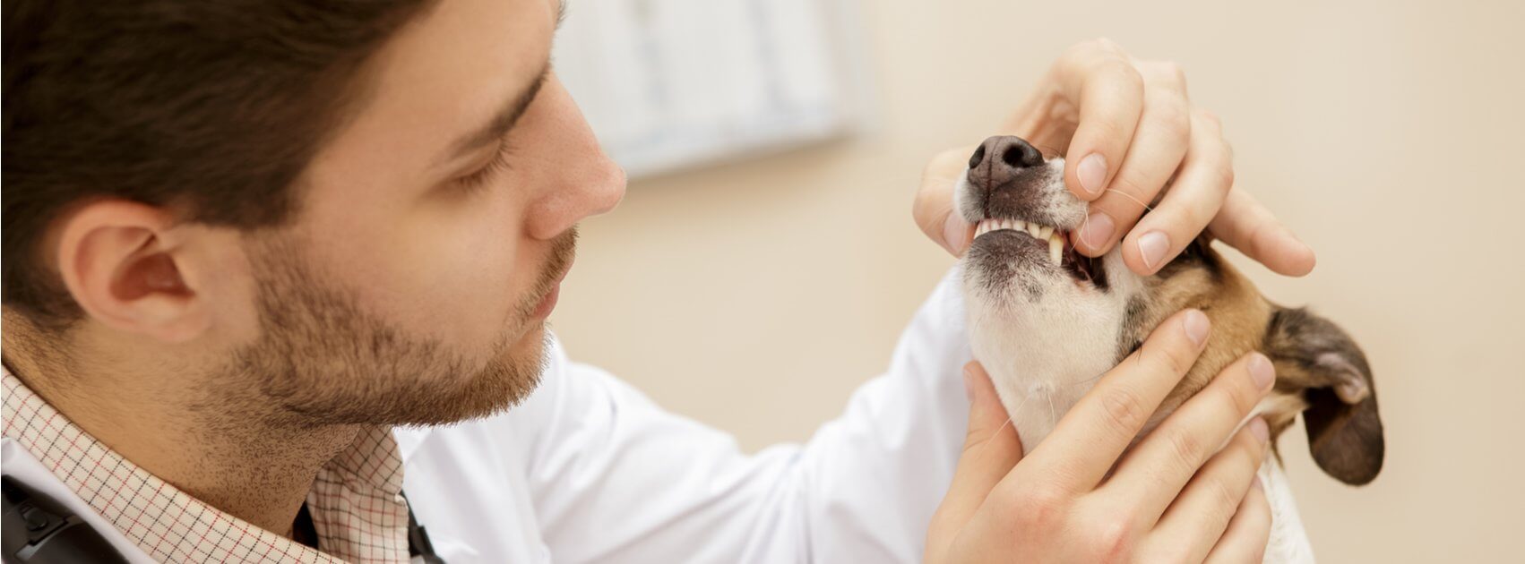 The Importance of Annual Vet Checkups