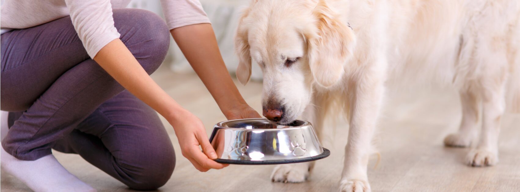 Prevent Toxic Biofilm in Your Dog's Food and Water Bowls