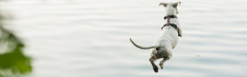 5 Steps to Introduce Your Dog to Dock Diving