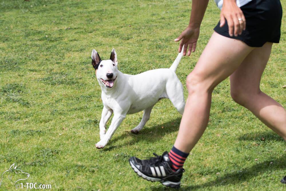 Does Training Make Your Dog Smarter?