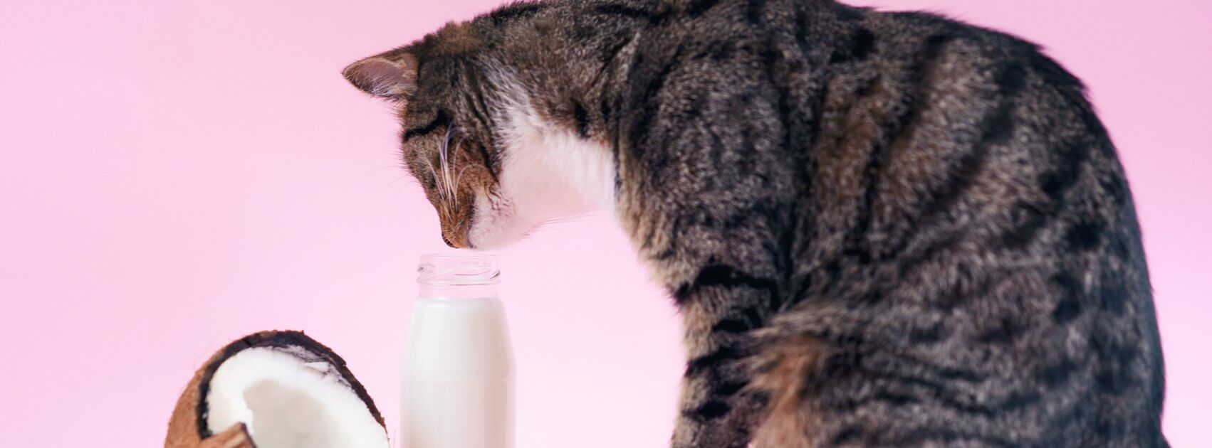 Coconut milk safe outlet for cats