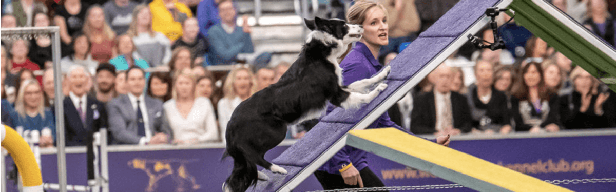 Interview with Westminster Masters Agility Champion Winner Jennifer Crank