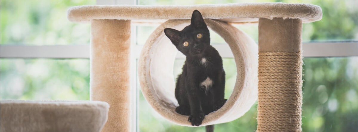 The Importance of Feline Exercise: Why Your Cat Needs Space to Climb