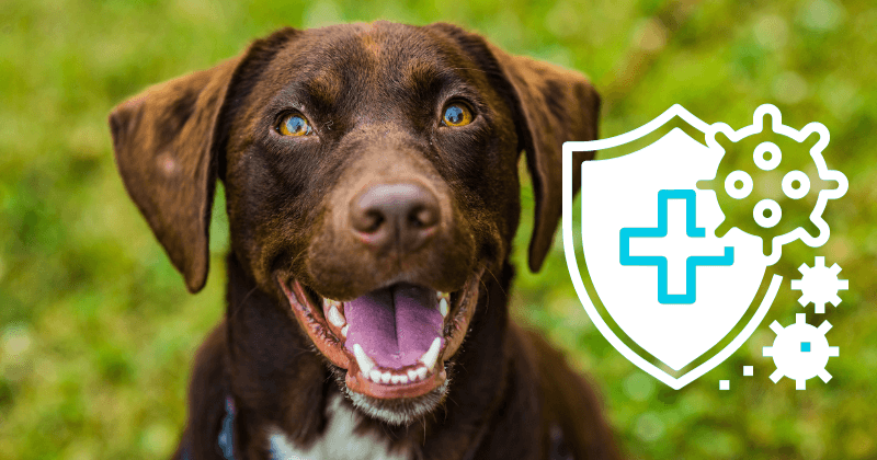 Boosting Your Dog's Immune System