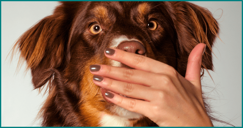 The Secret Supplement from Veterinary Dentists: A Dental Cleaning Must Have