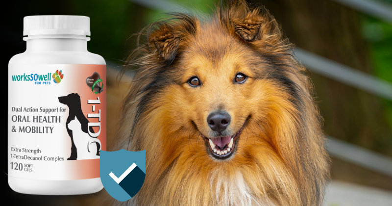 Maintaining Oral Health in Shelties: Expert Advice from Dr. James Anthony