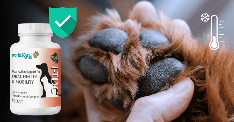 Proactive Paw Health Care with 1-TDC