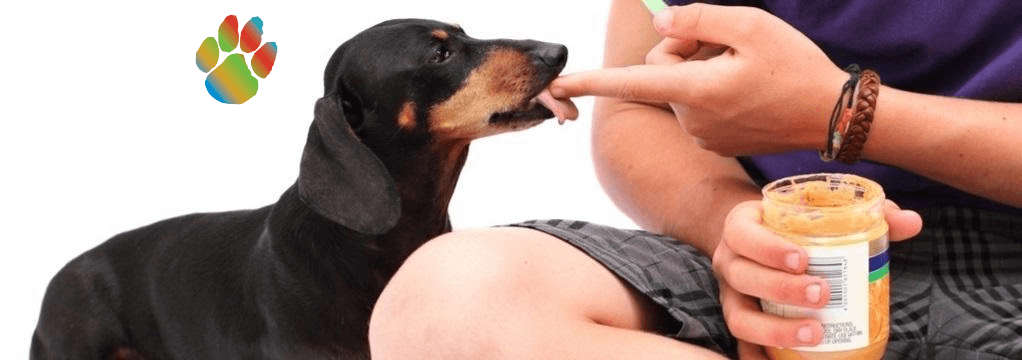 Why Dogs Are Crazy About Peanut Butter