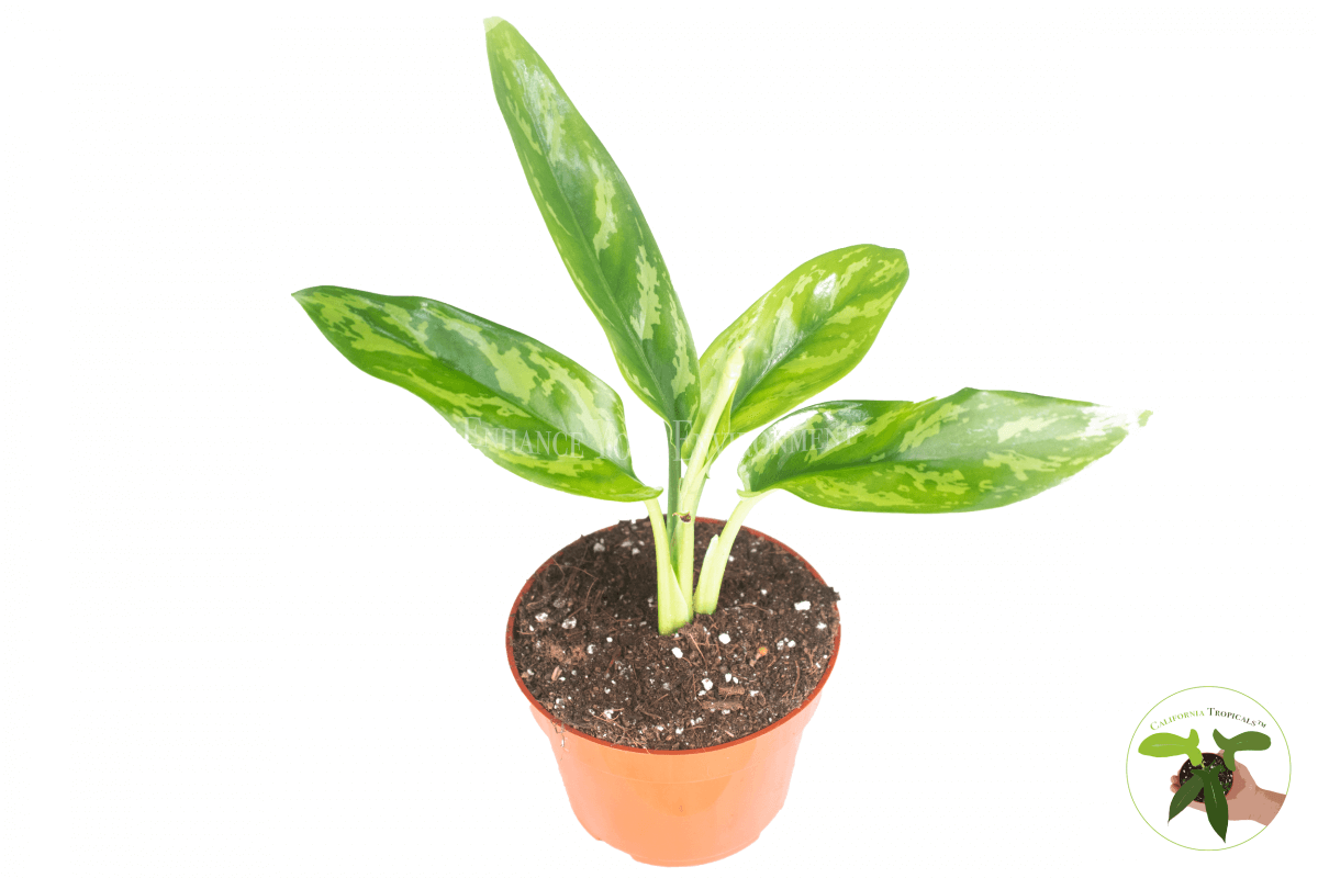 Chinese Evergreen