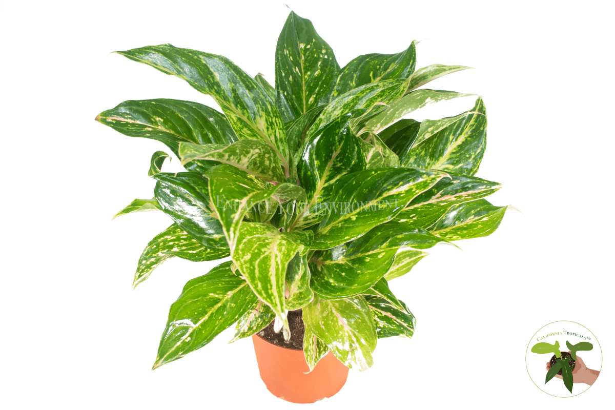 Aglaonema Butterfly