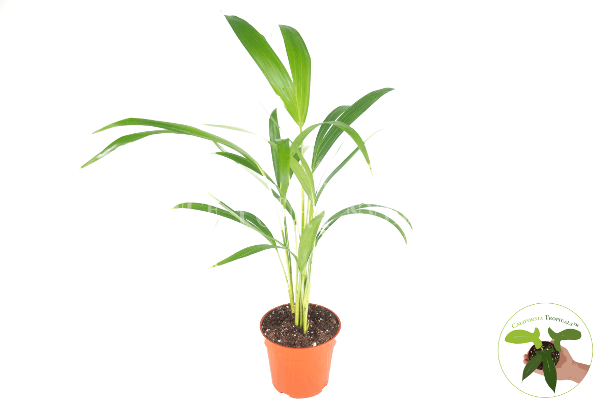 Areca Palm