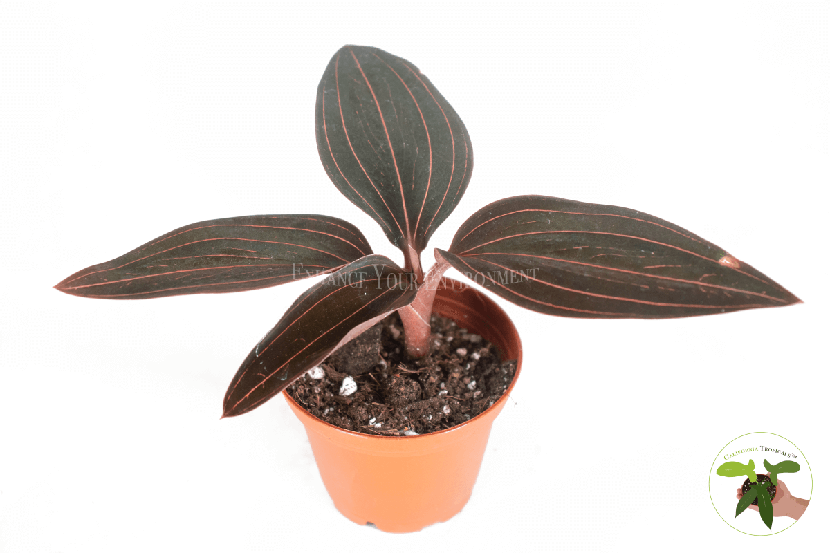 Black Jewel Orchid