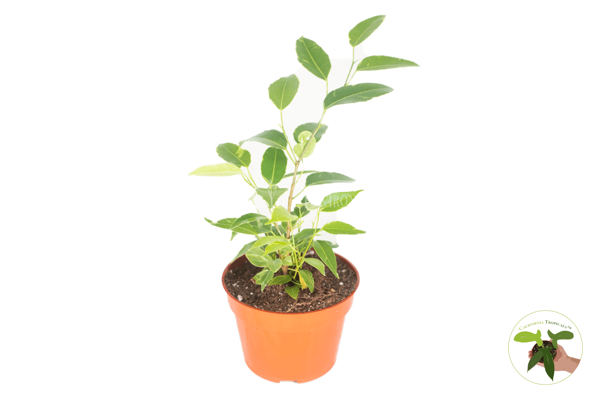 Ficus Benjamina