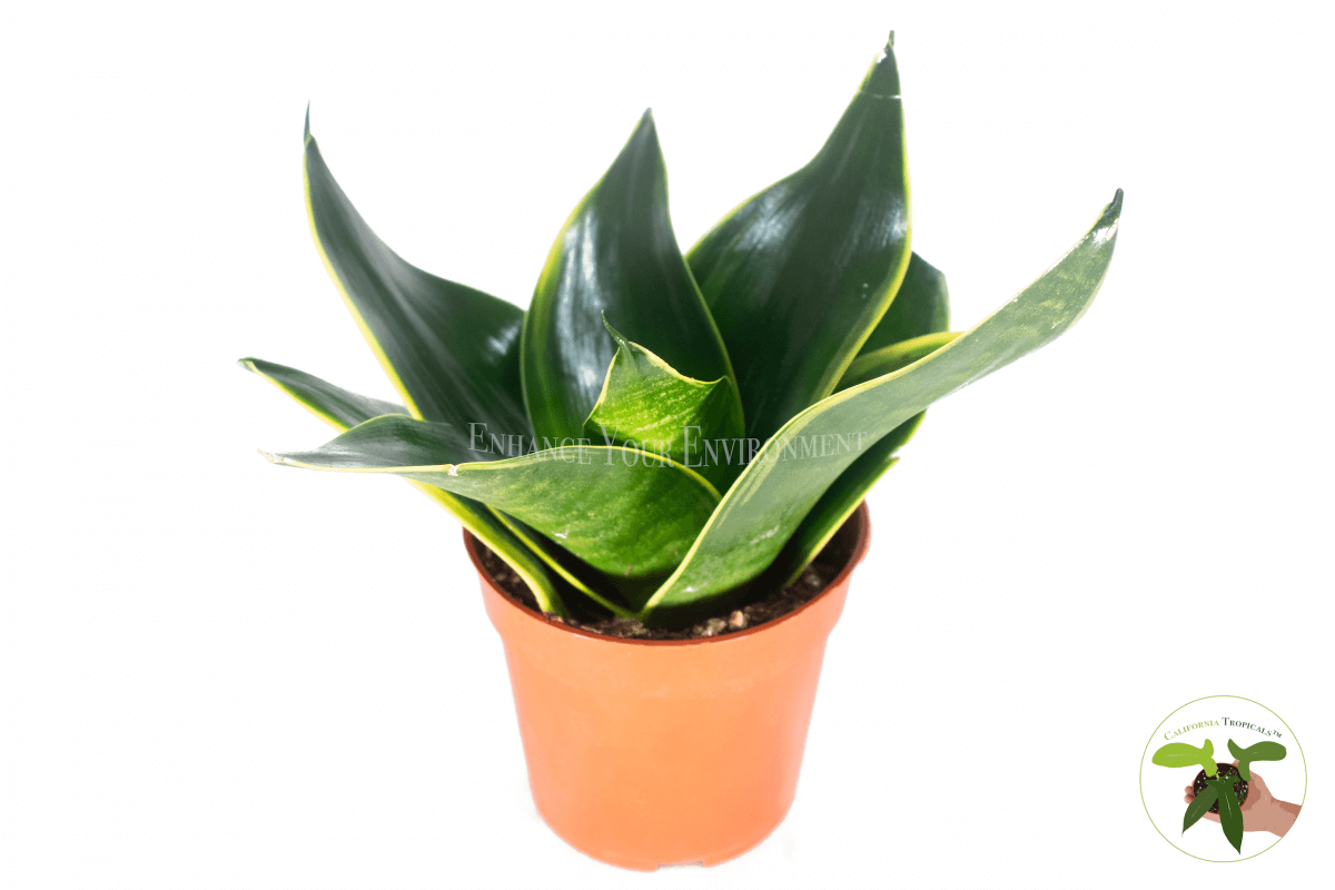 Sansevieria Black Gold