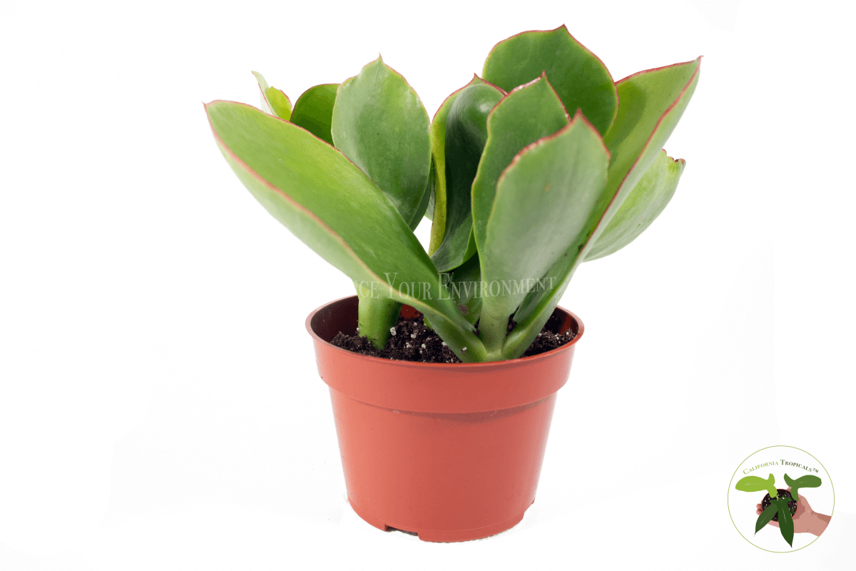 Cotyledon Orbiculata 