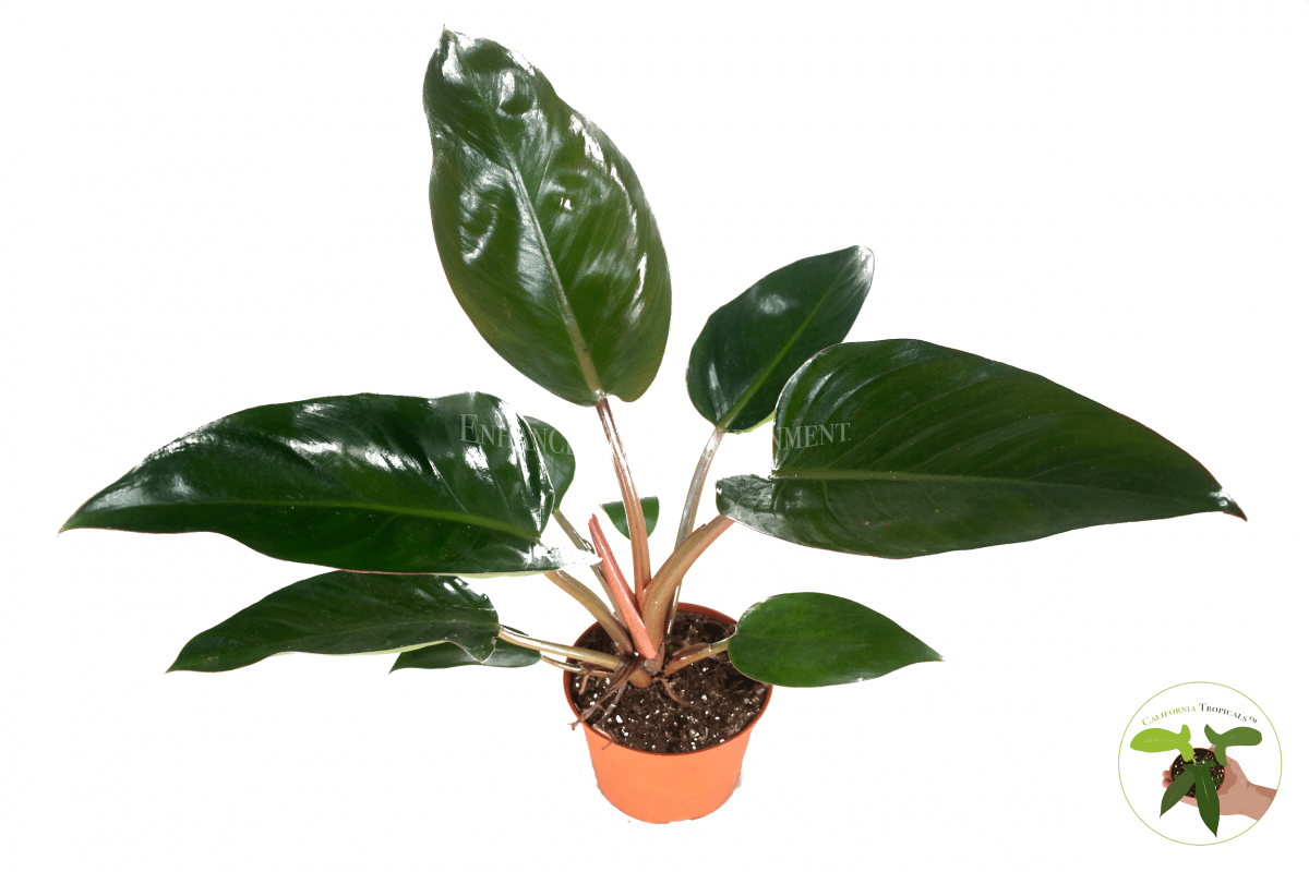 Congo Rojo Philodendron 