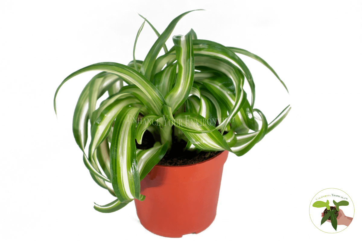 Bonnie Curly Spider Plant