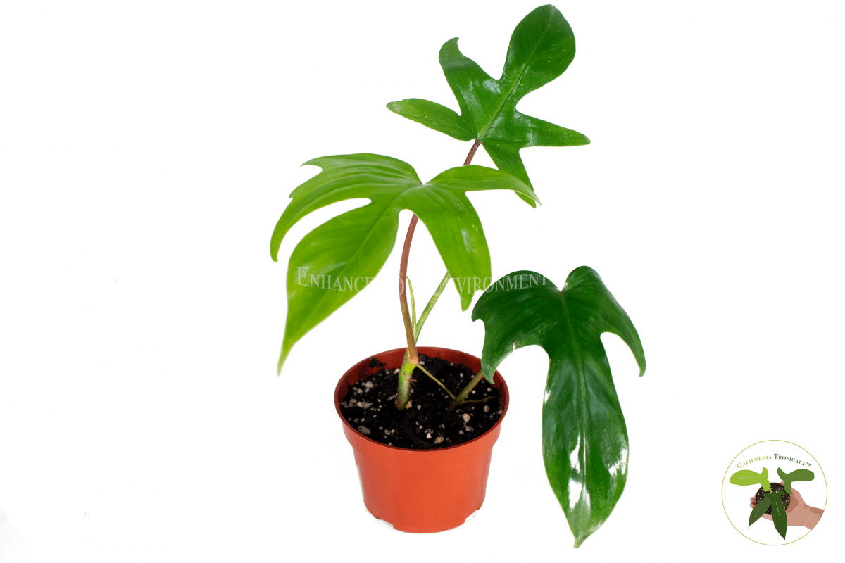 Philodendron Florida Red Stem – Leaf Stork