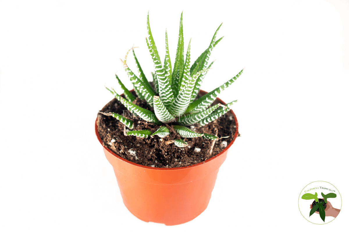 Haworthia Zebra