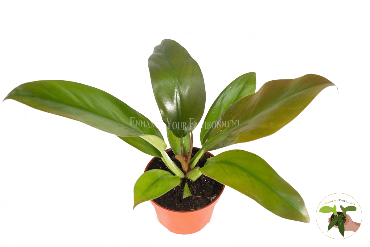 Philodendron Imperial Red