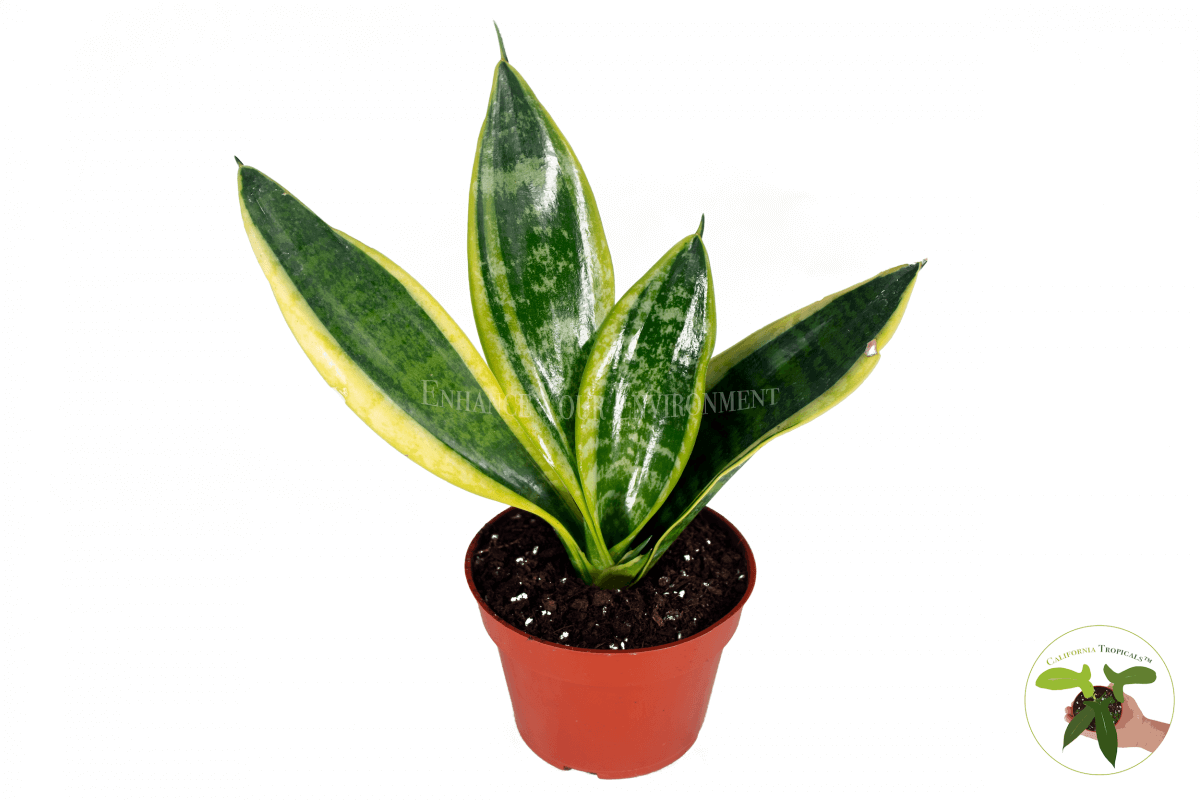 Sanseveria Laurentii