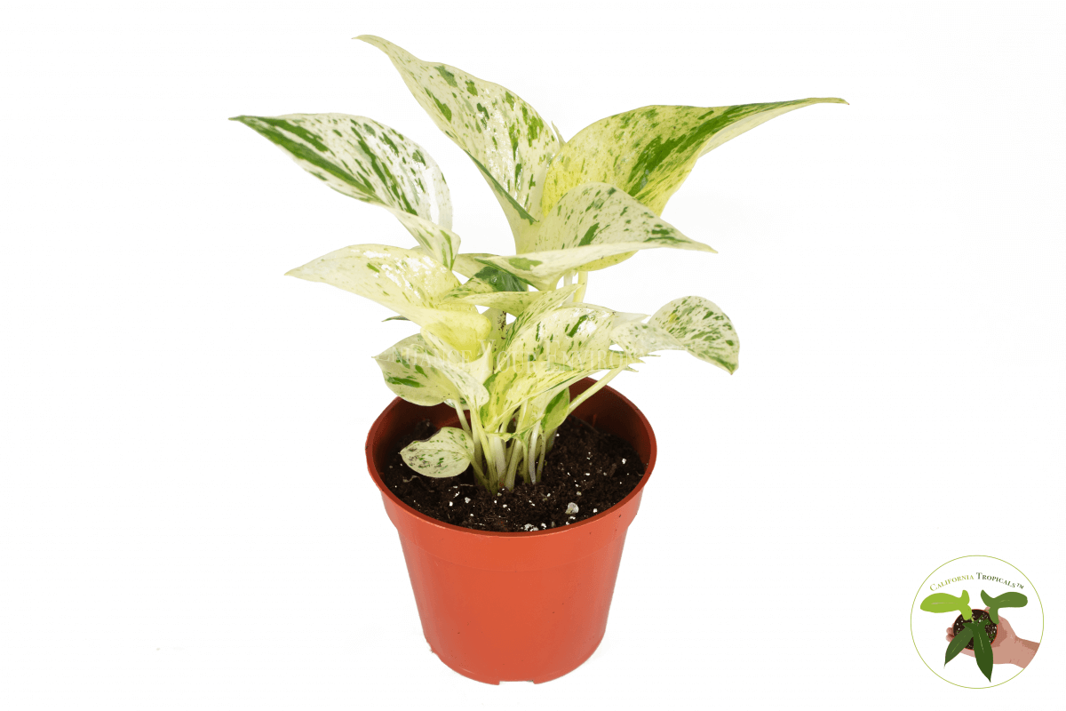 Marble Queen Pothos