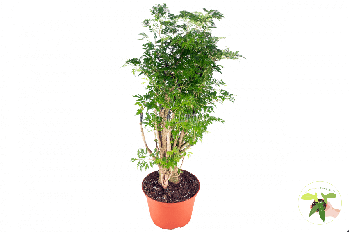 Ming Aralia