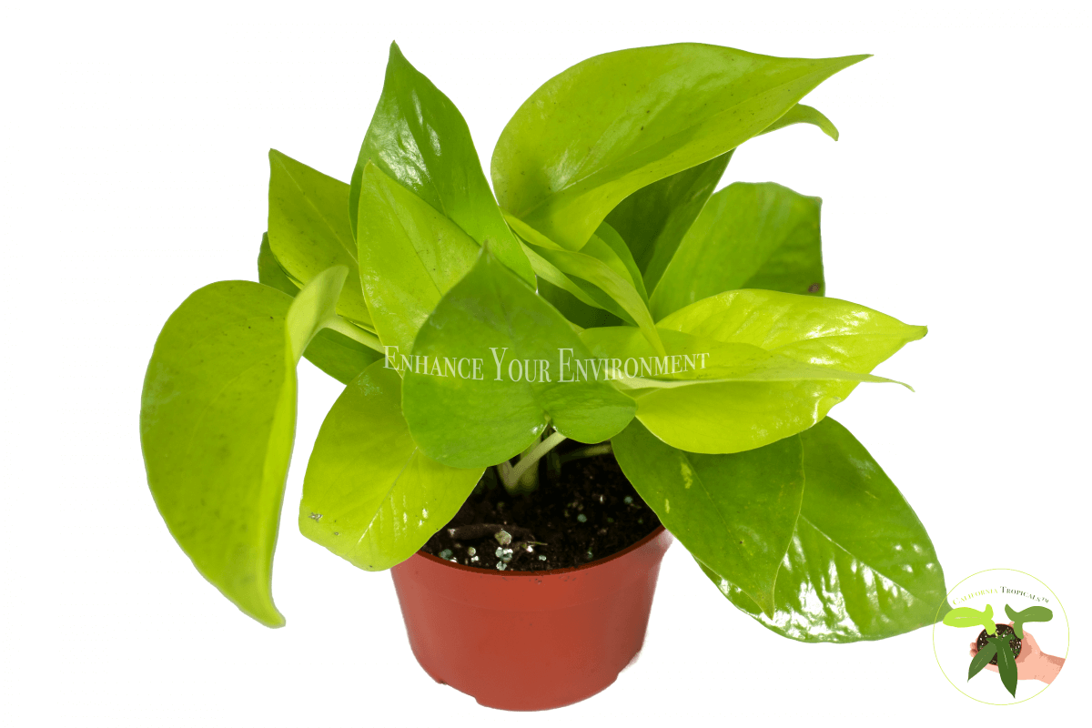 Neon Pothos