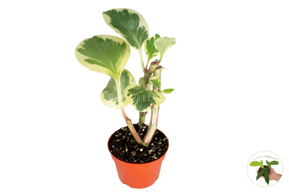 Peperomia Obtusifolia (Variegated)