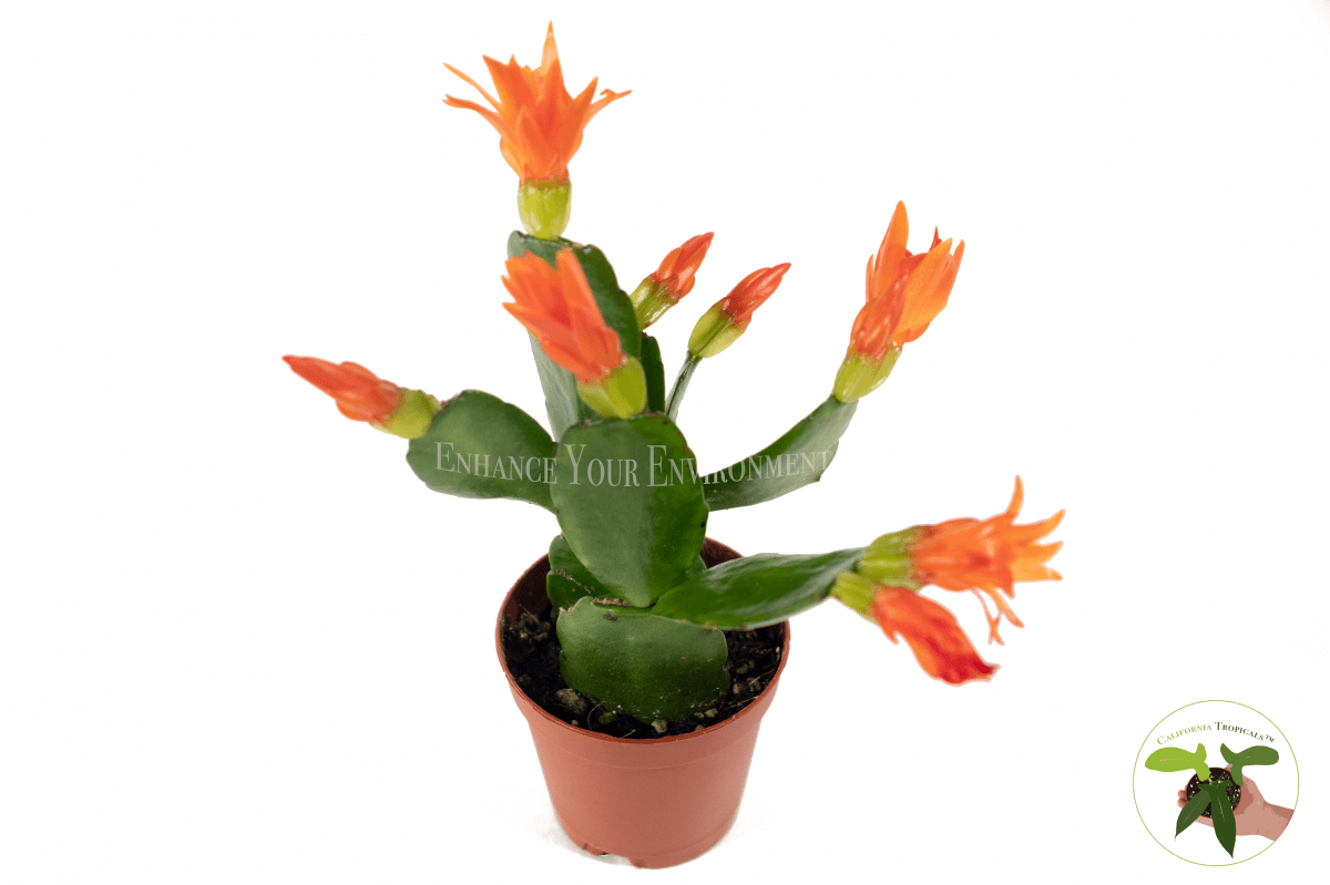 Christmas Cactus