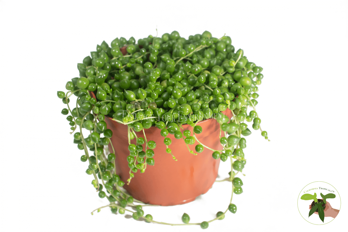 String of Pearls