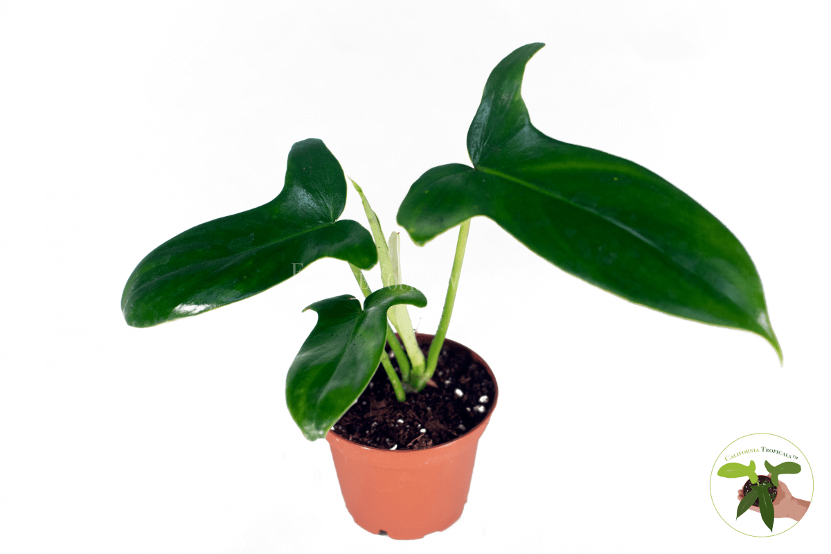 Philodendron Pedatum