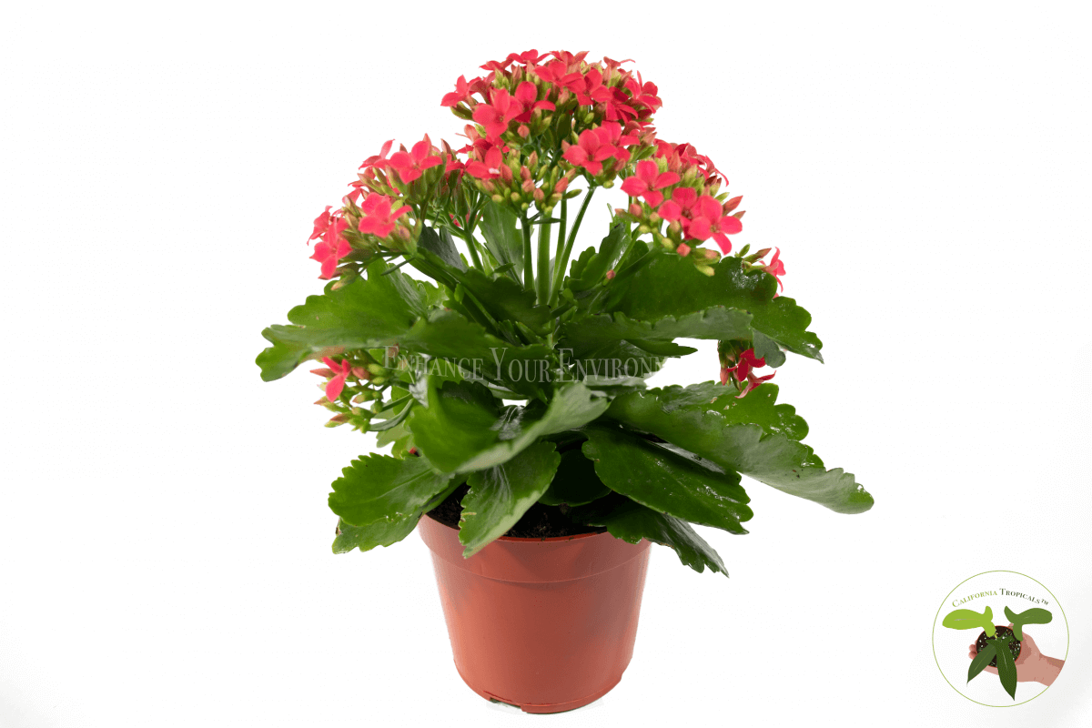 Flowering Kalanchoe