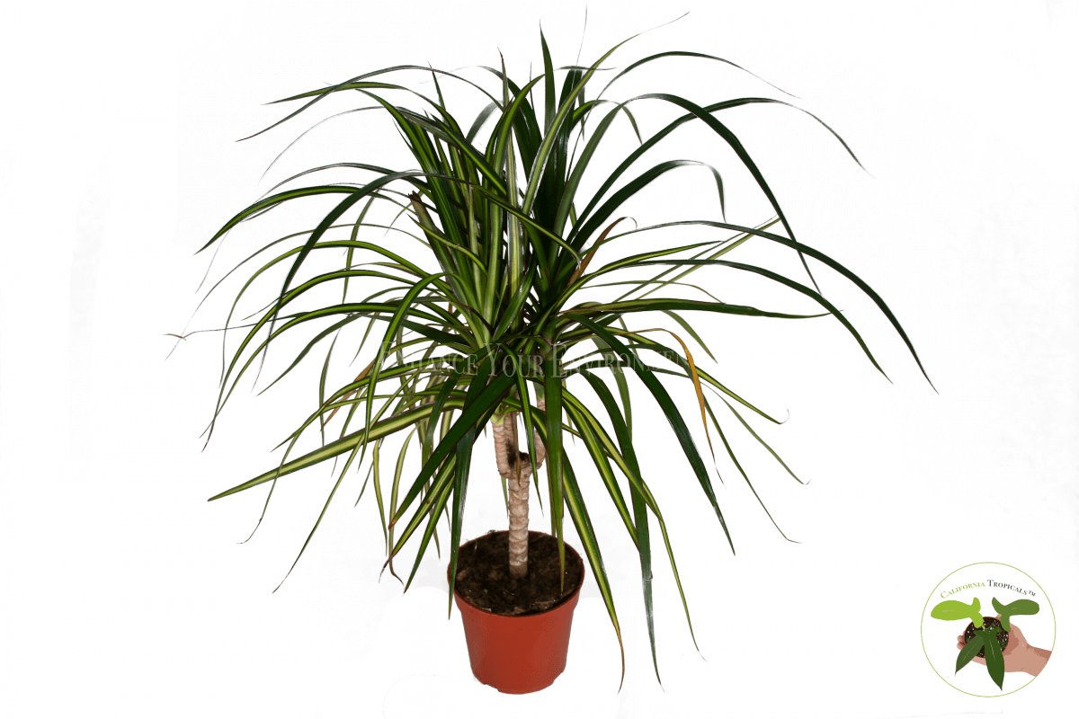 Ponytail Palm