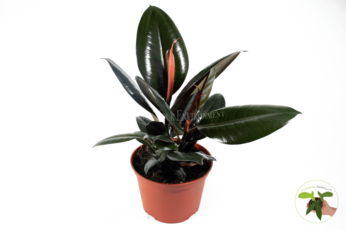 Burgundy Rubber Tree