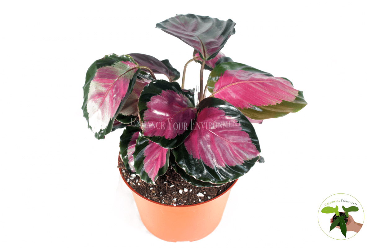 Calathea Roseopicta