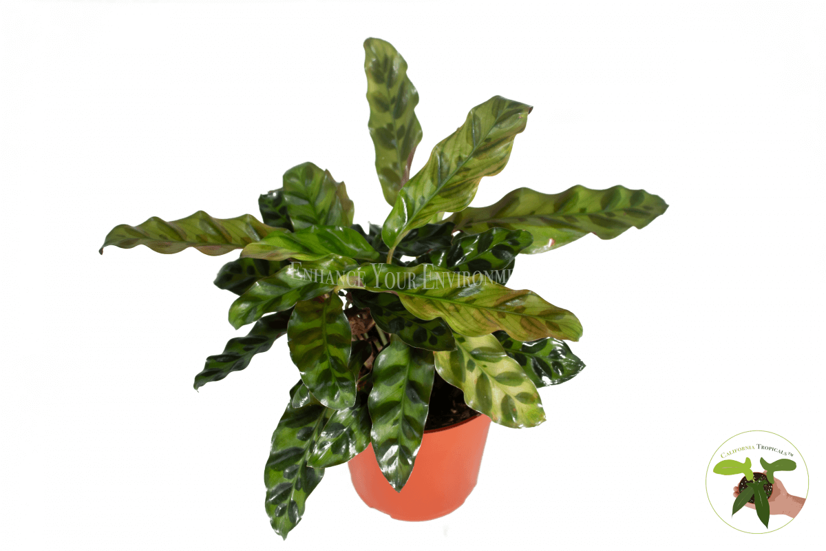 Rattlesnake Calathea 