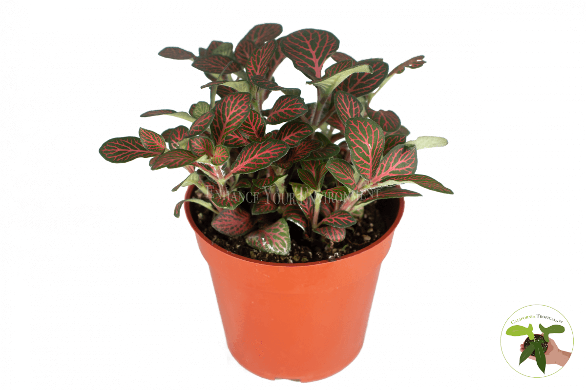 Fittonia