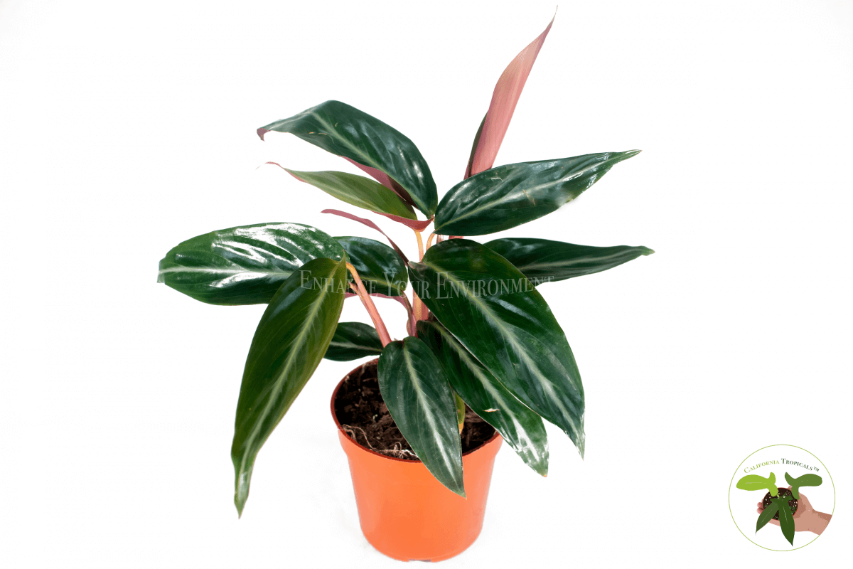 Calathea Sanguinea 