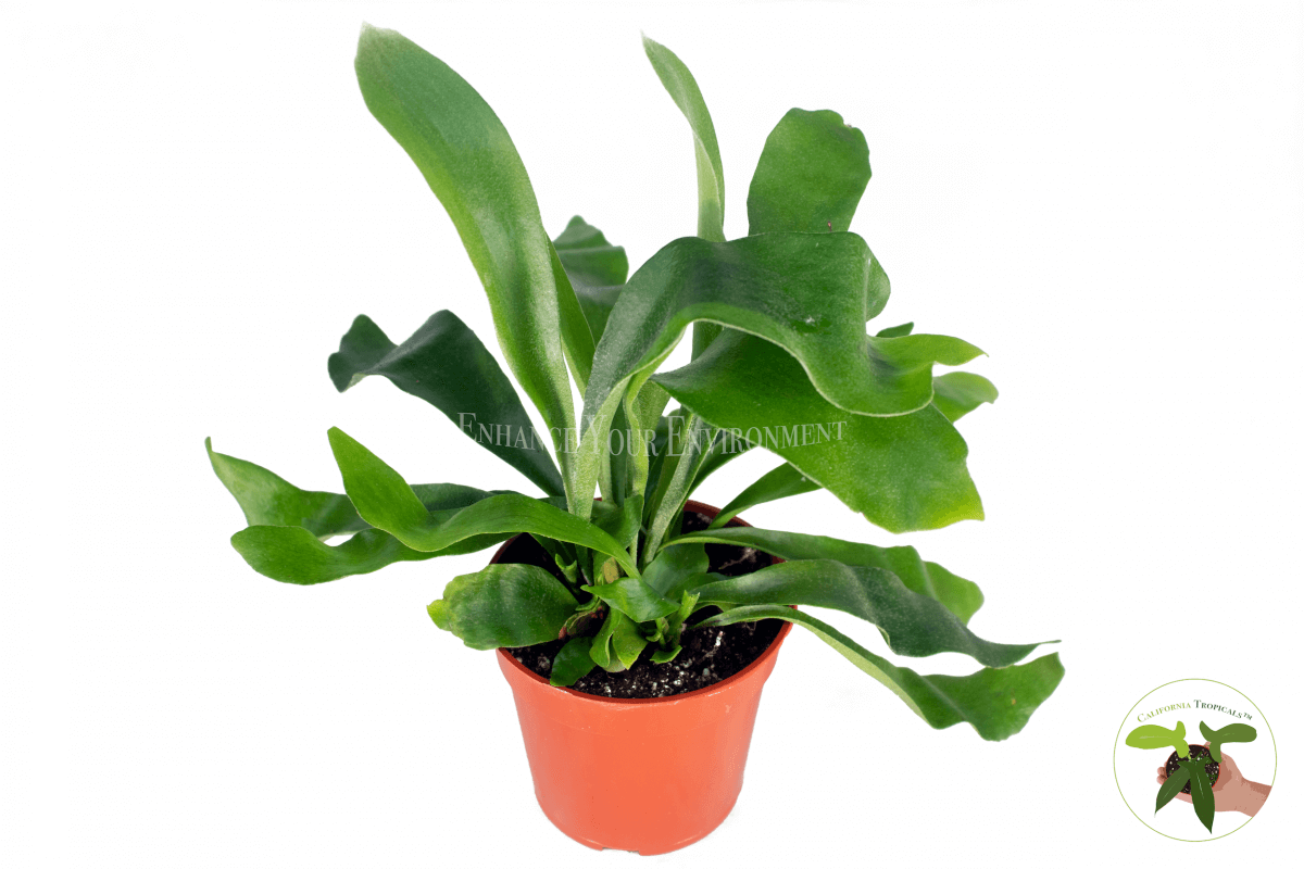 Staghorn Fern