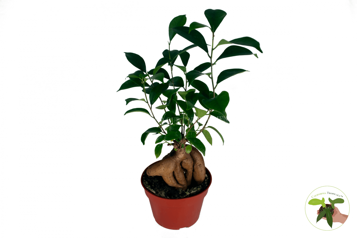 Ficus Ginseng